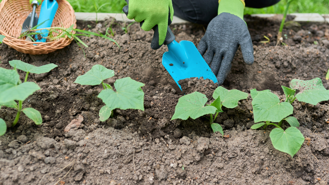 Planting in Spring