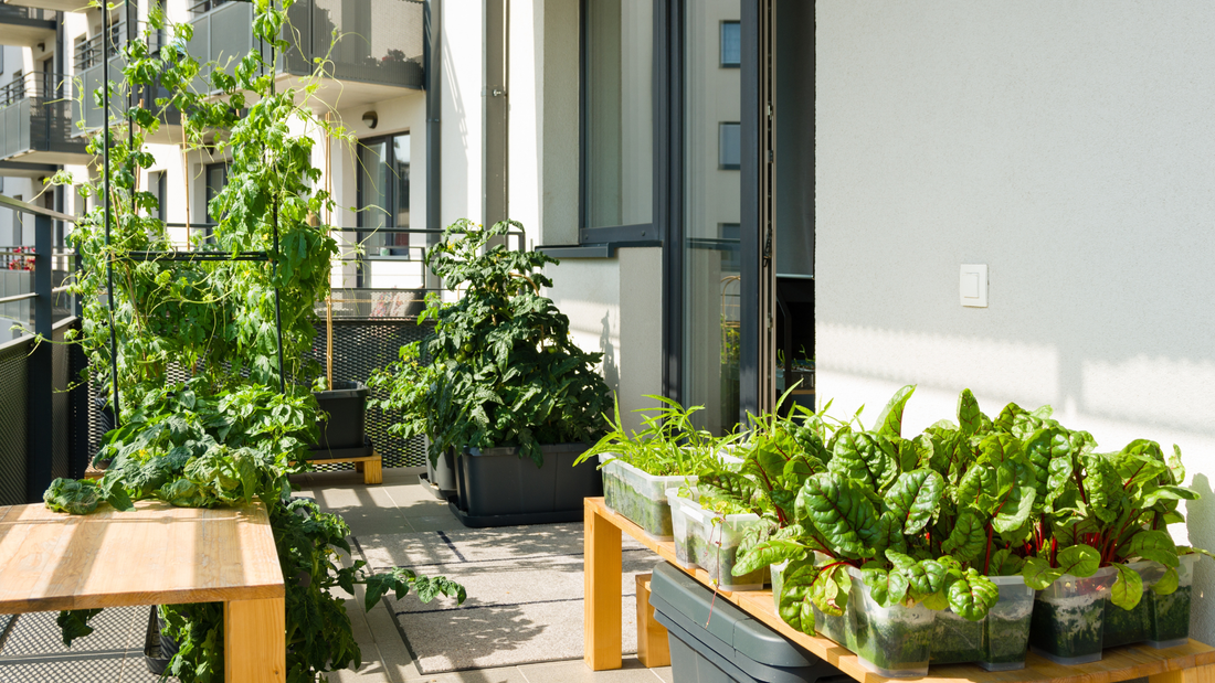 Balcony gardening