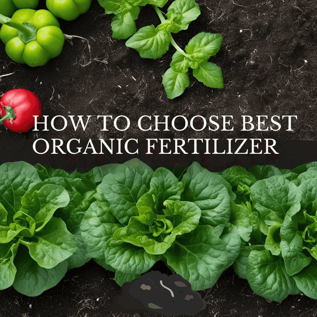Best Organic Fertilizer