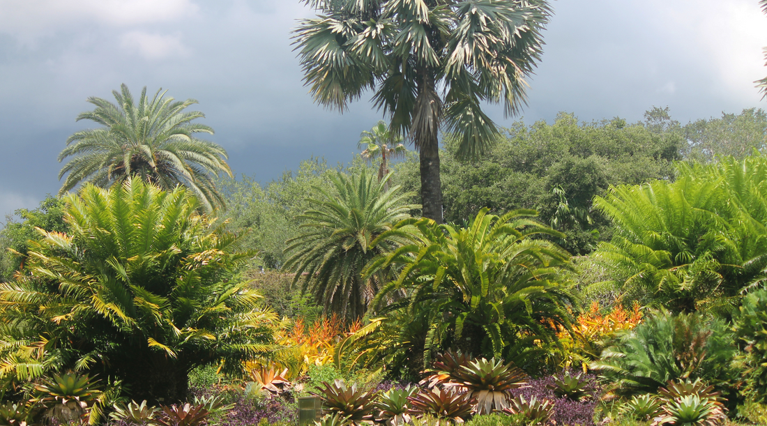 Florida native plants