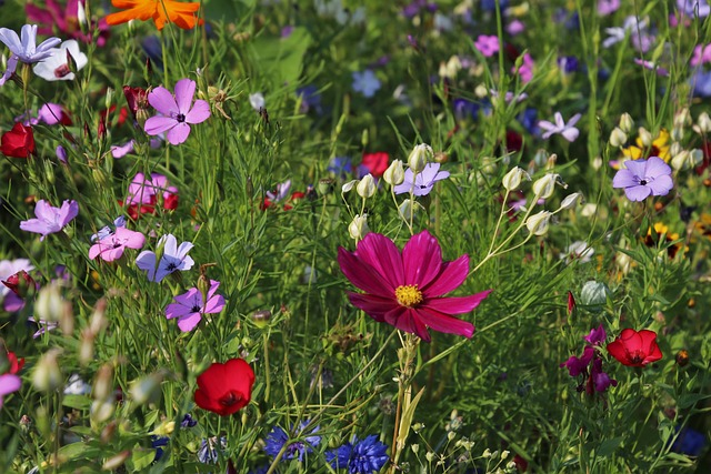 Flower Gardening