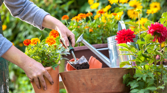 Flower Gardening for Beginners