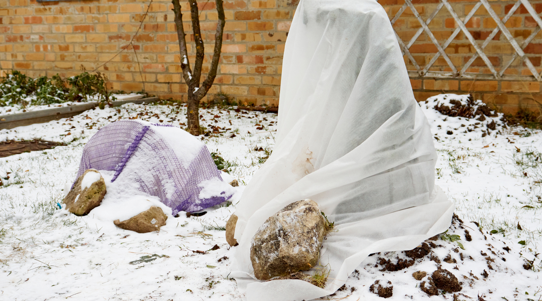 How To Protect Plants From Frost
