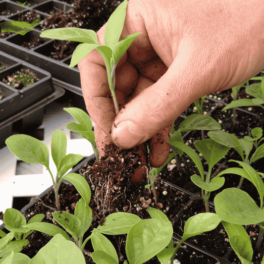How to Transplant Seedlings Successfully