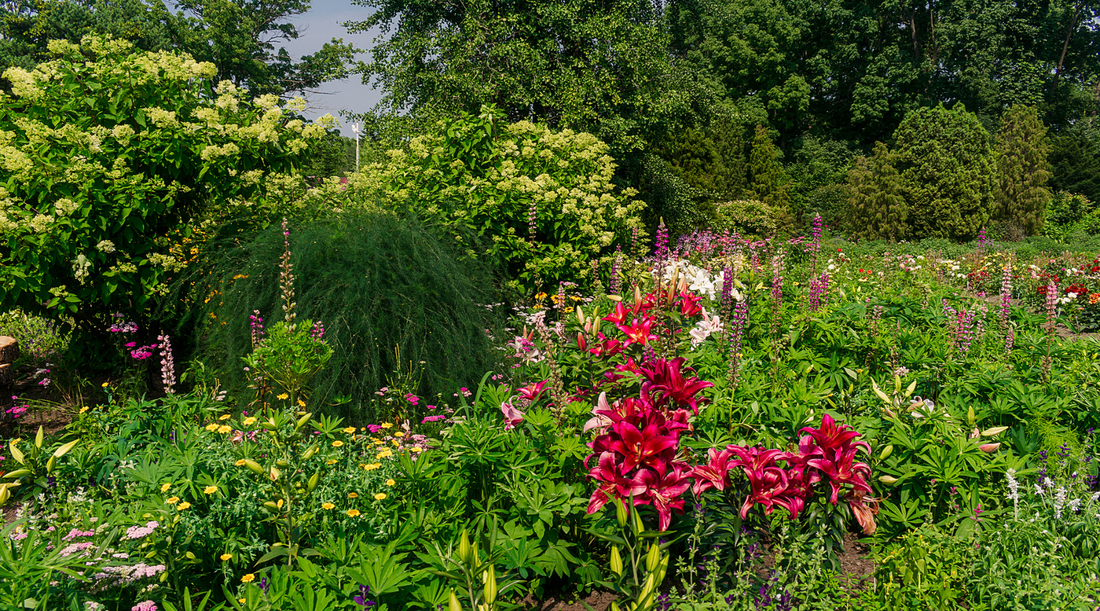 Indiana Native Plants