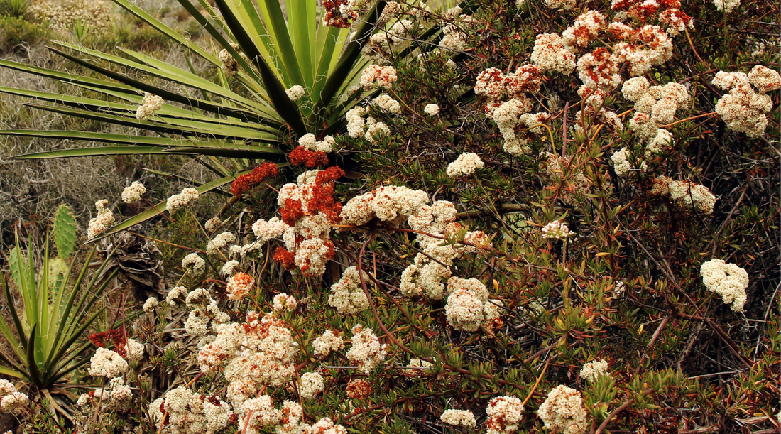 Missouri Native Plants