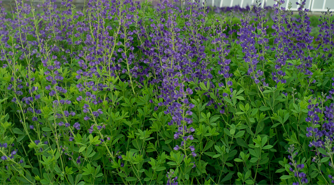 NJ Native Plants