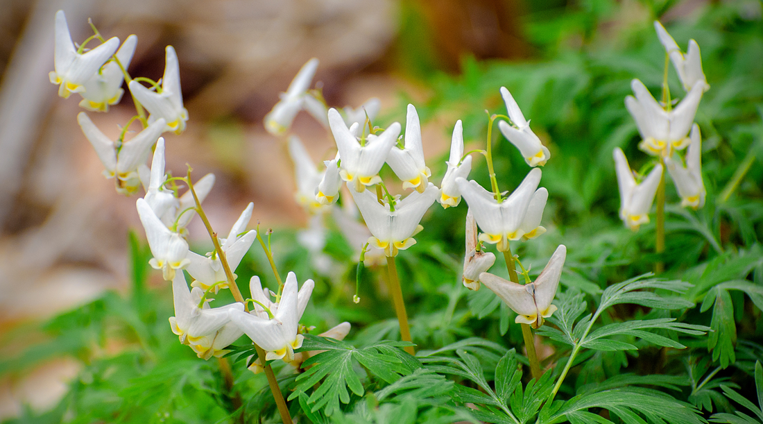 Ohio Native Plants