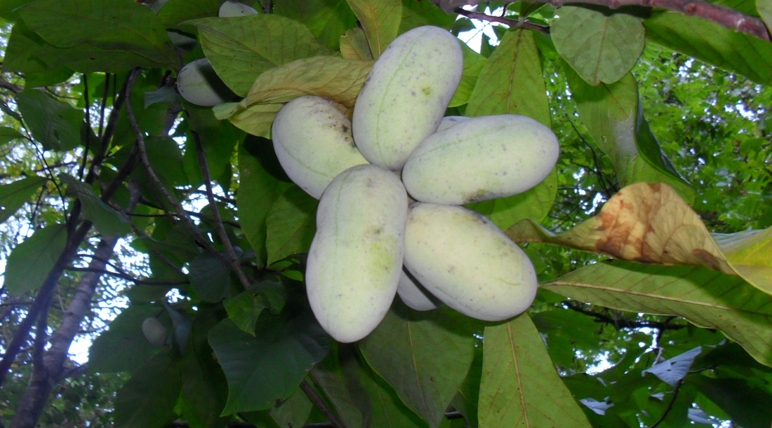 Pennsylvania Native Plants