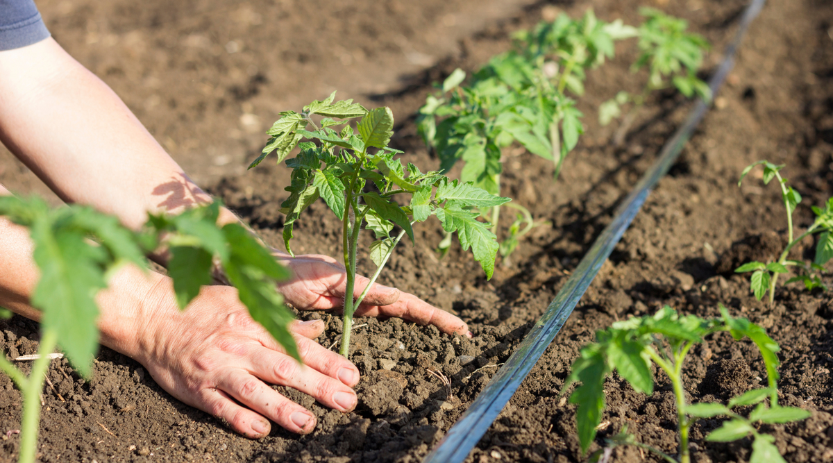 Guide to Planting Your Own Garden Hardy Garden