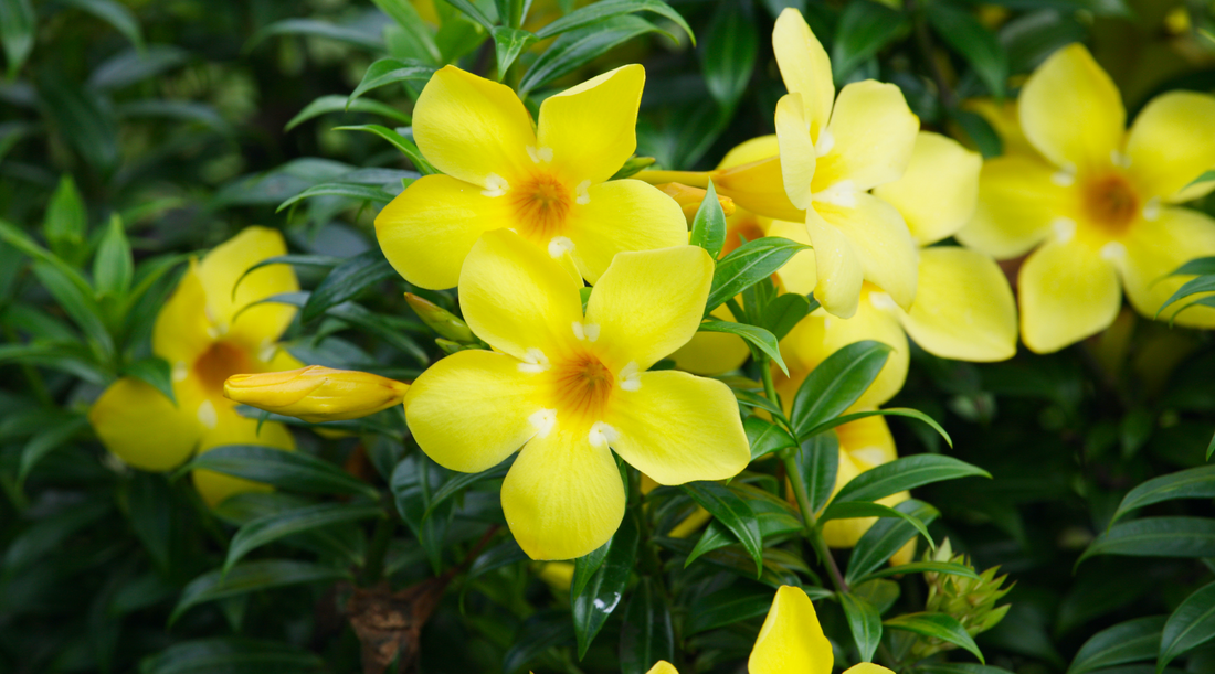 South Carolina Native Plants