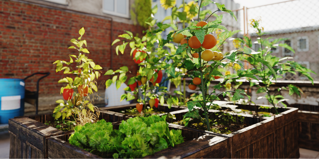 How To Start a Successful Urban Gardening