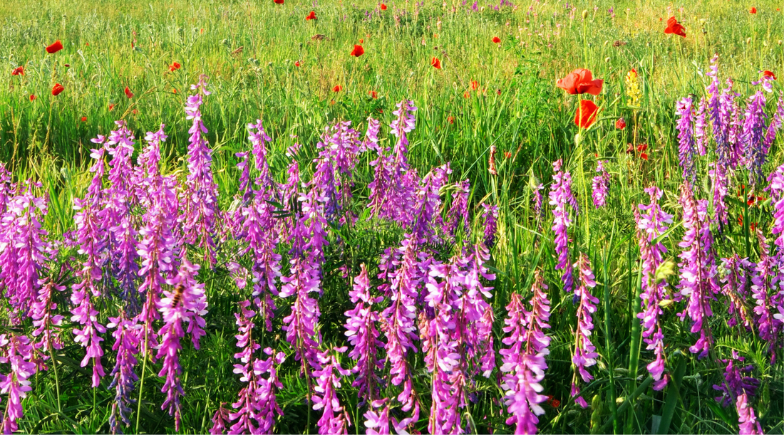 Utah Native Plants