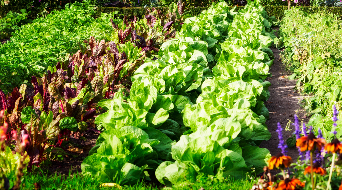 How to Choose the Right Varieties of Vegetables
