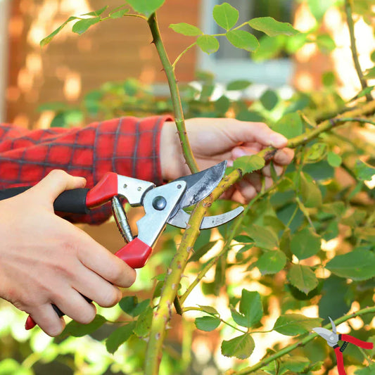 What is Pruning