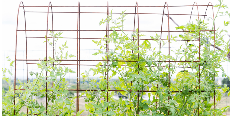 Garden Trellis