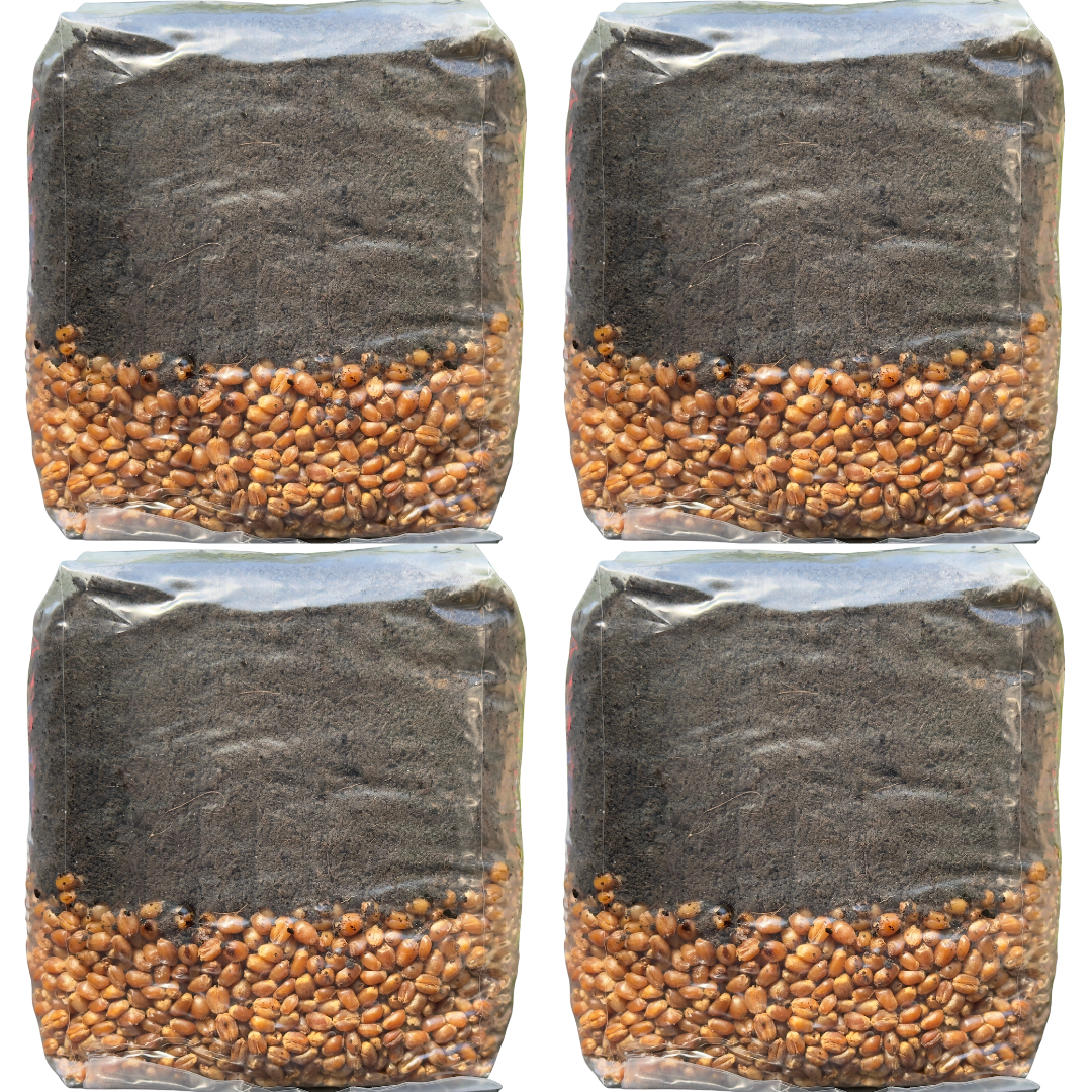 4 Pack Mushroom Grow Bags, Mushroom Grow Kit