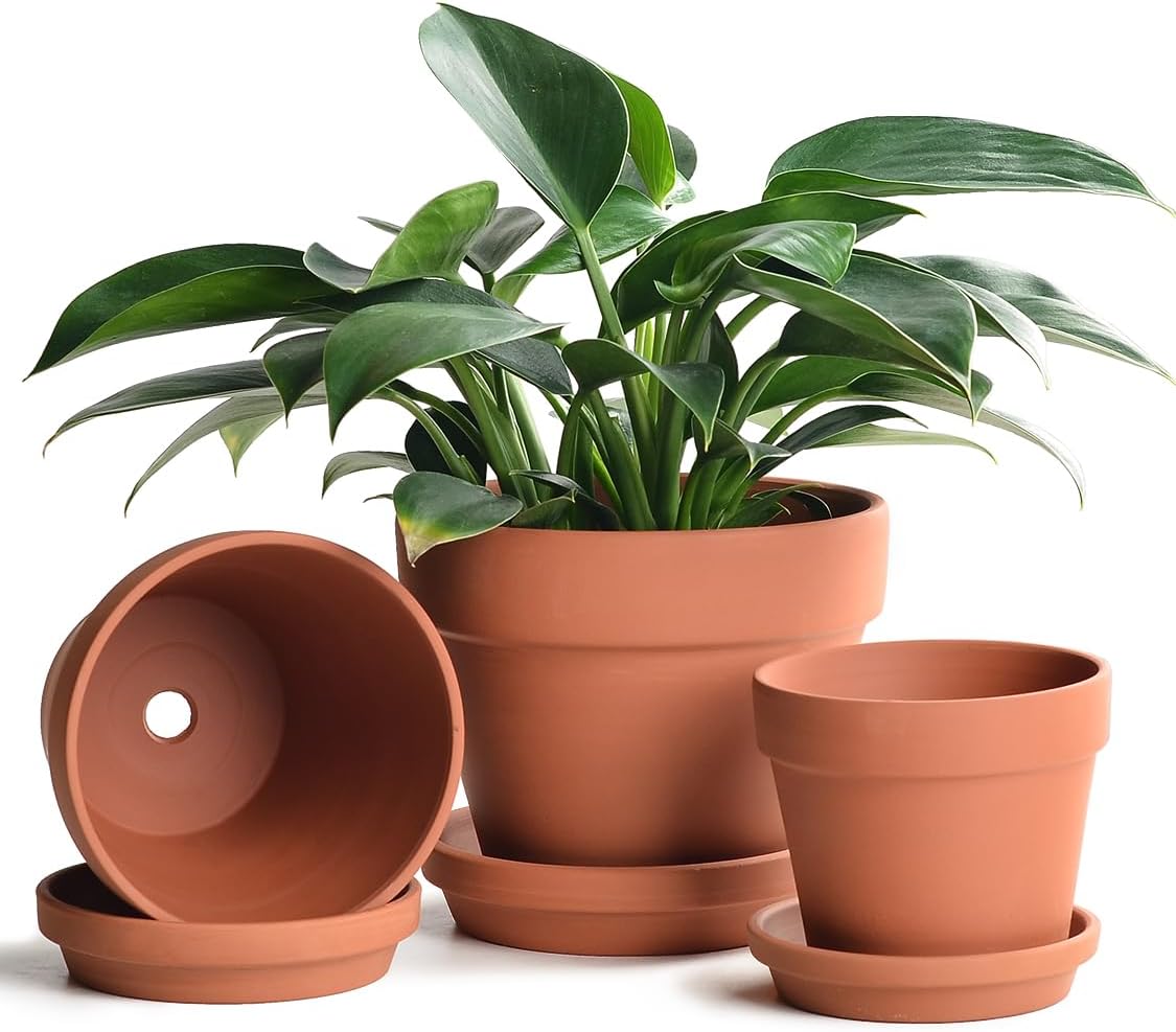 huge terracotta plant pots