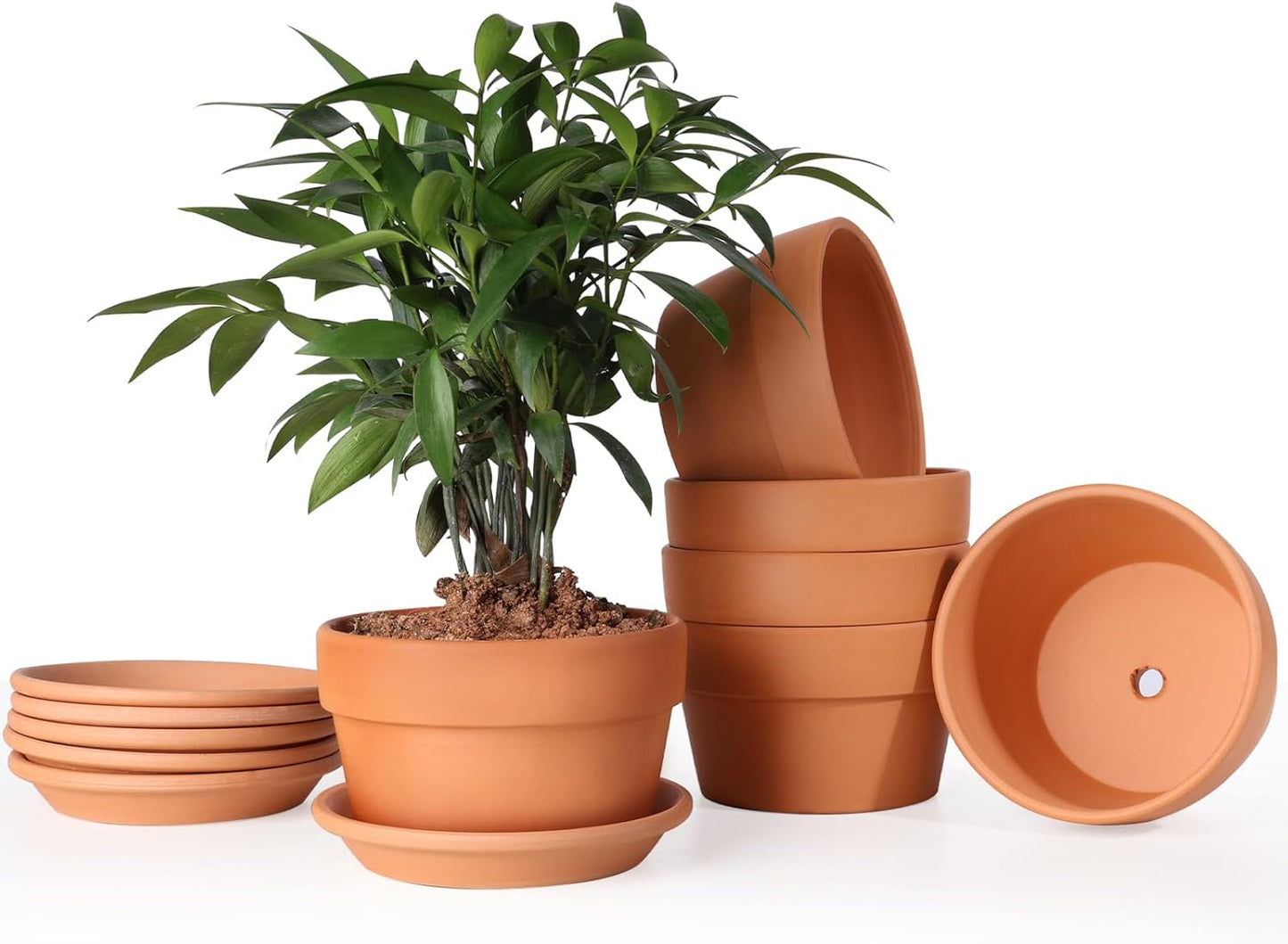 huge terracotta plant pots
