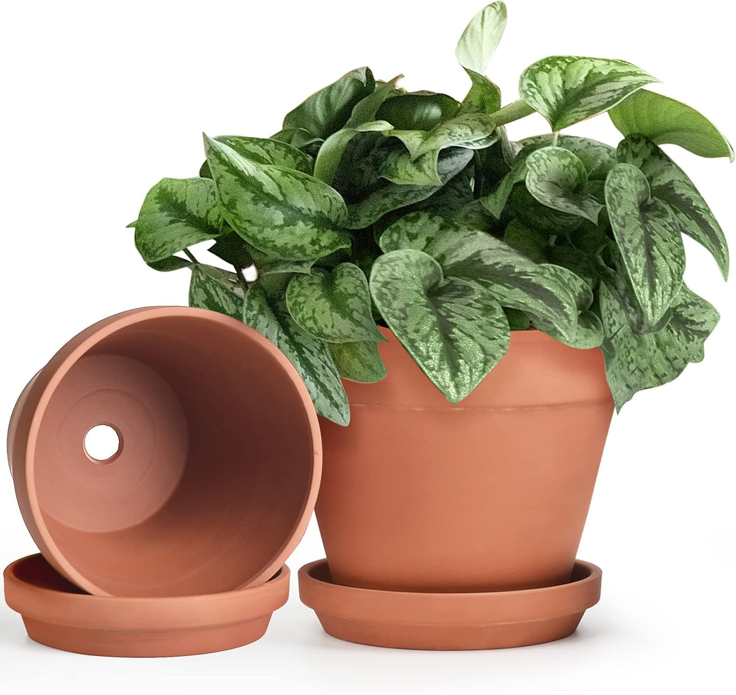 huge terracotta plant pots