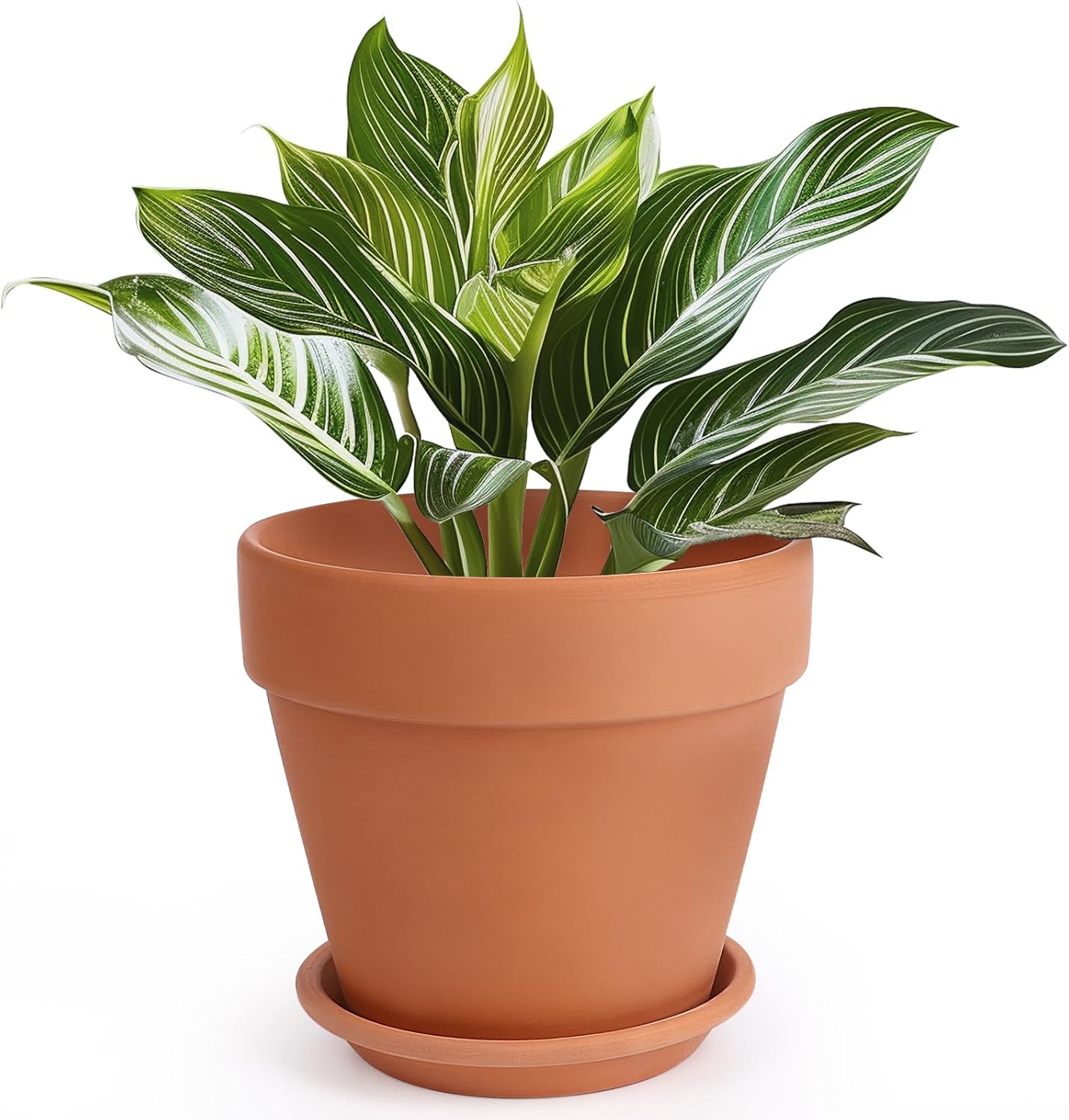 huge terracotta plant pots