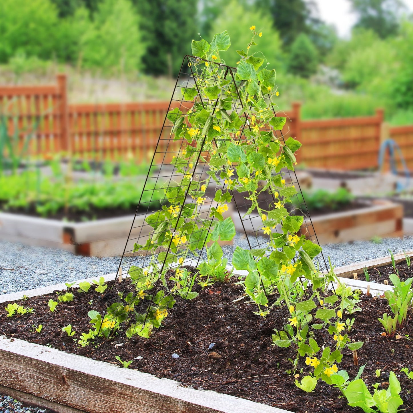 Garden Trellis