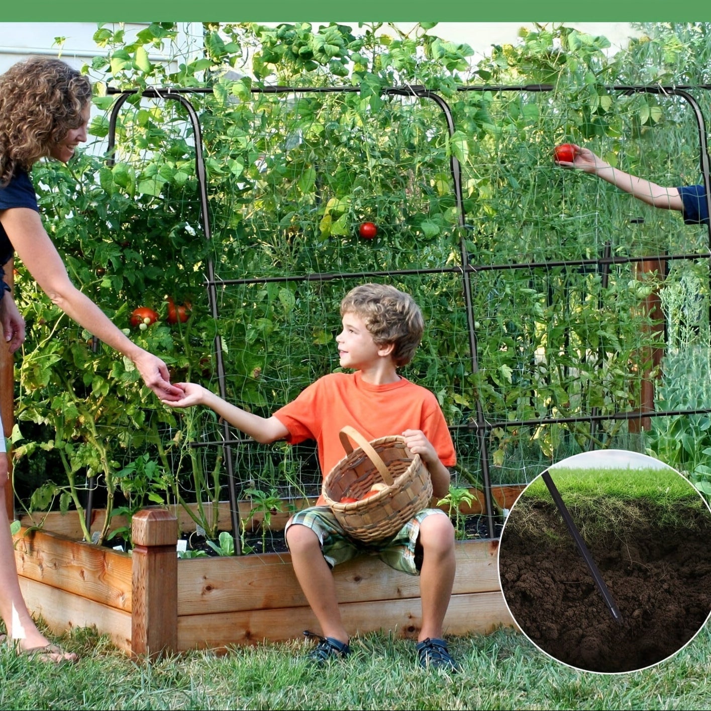 Metal Arch Trellis