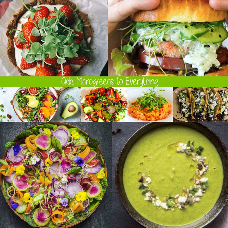 Microgreens Growing Kit Self Watering