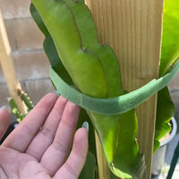 10Pcs 16 Ft / 20 Pcs 39.4 Inches Soft Plant Ties