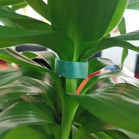 10Pcs 16 Ft / 20 Pcs 39.4 Inches Soft Plant Ties