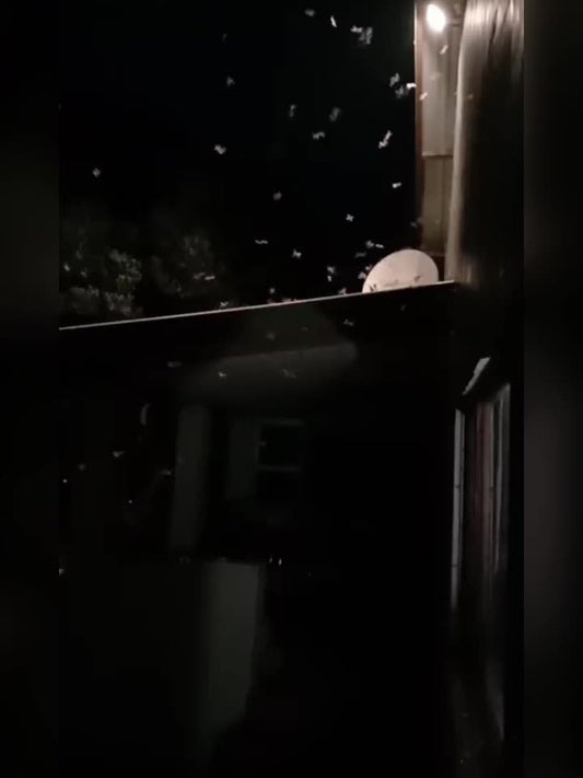 Solar Bug Zapper