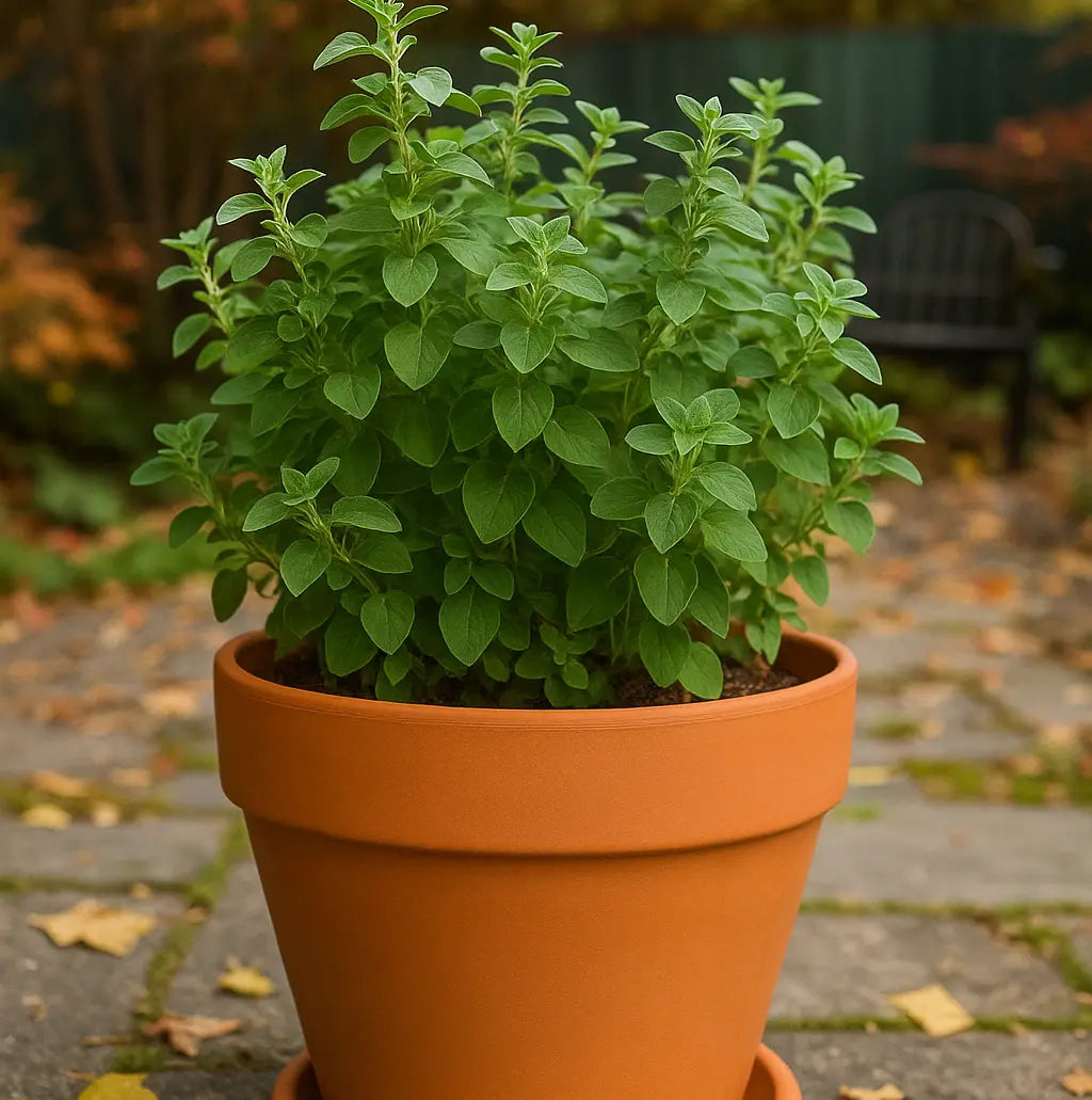 Huge Terracotta Plant Pots
