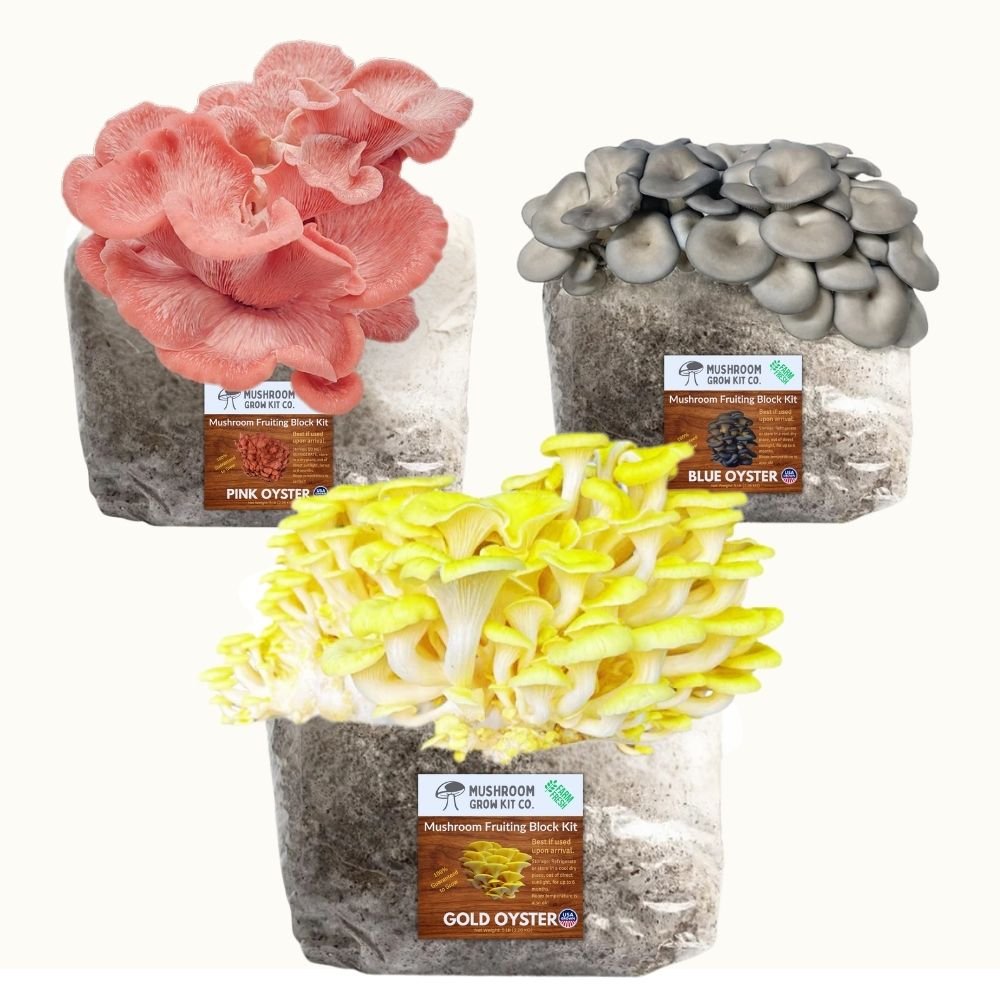 Oyster Mushroom Growing Kit