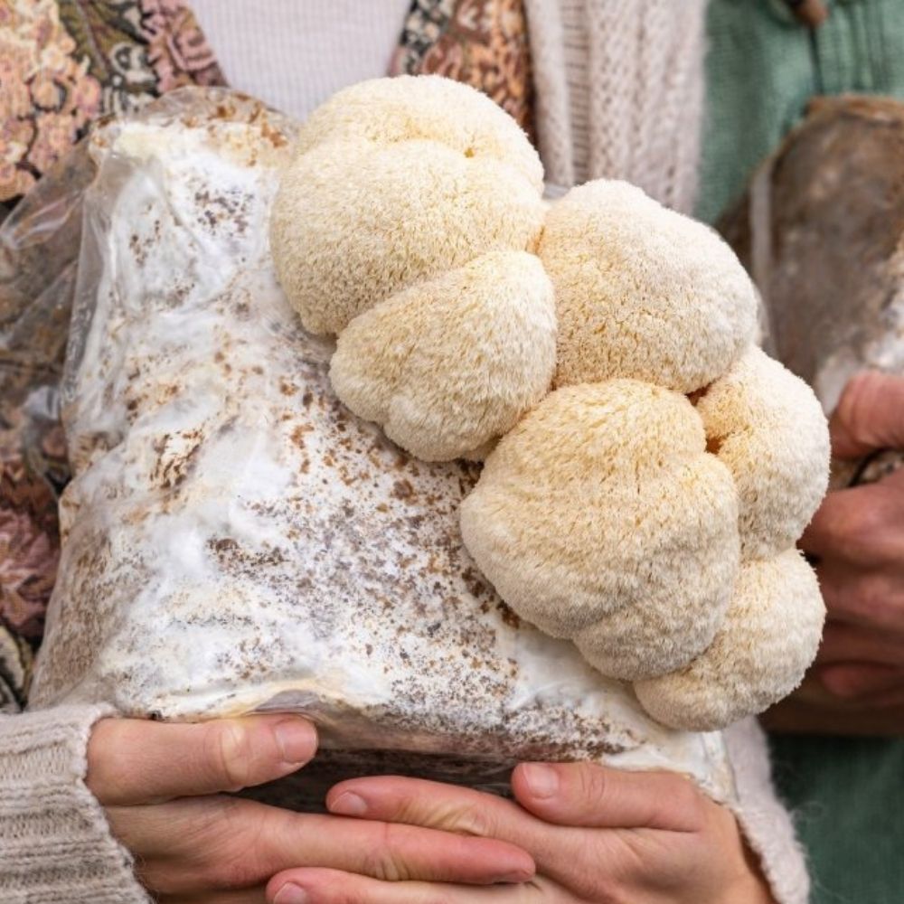 Lion's Mane Mushroom Grow Kit