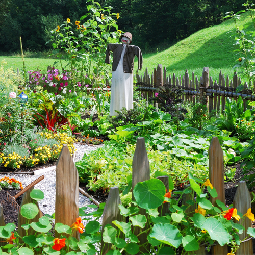 Backyard Gardening