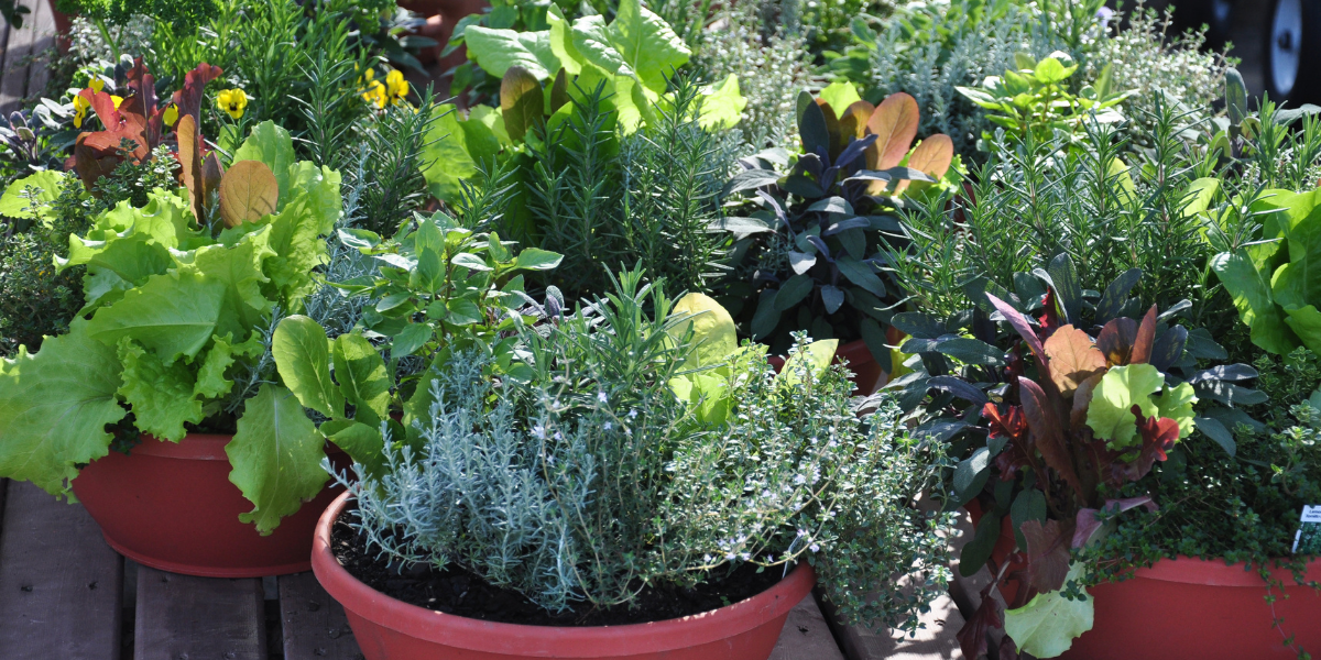 Benefits of Container Gardening 