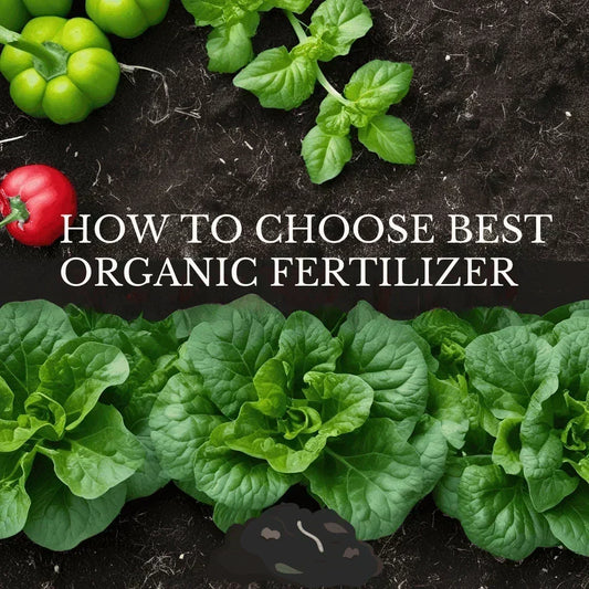 Best Organic Fertilizer