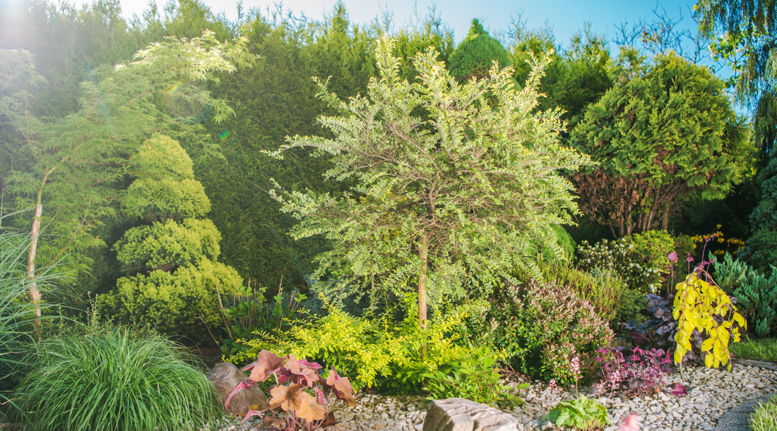 California Native Plants