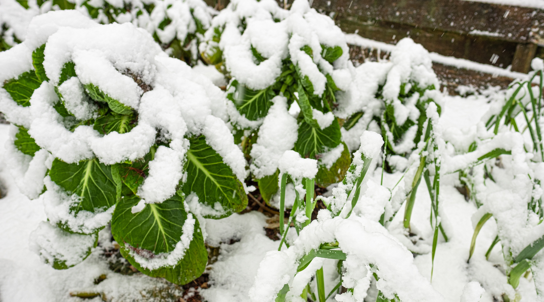 Top Cold Hardy Vegetables for Frost Resistant Gardening