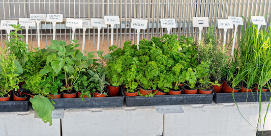 Easy to Grow Herbs