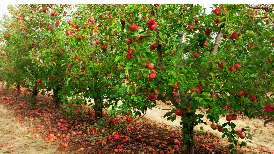 Fruit Gardening