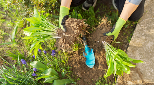 Gardening in May