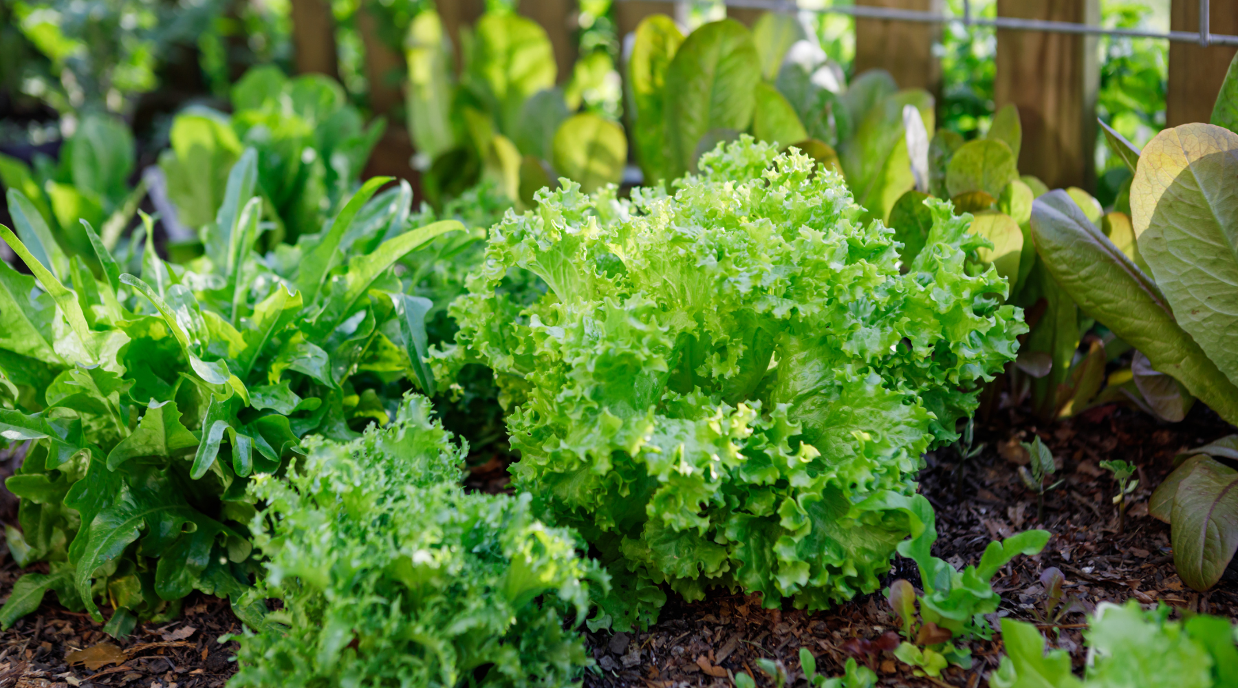 green gardening