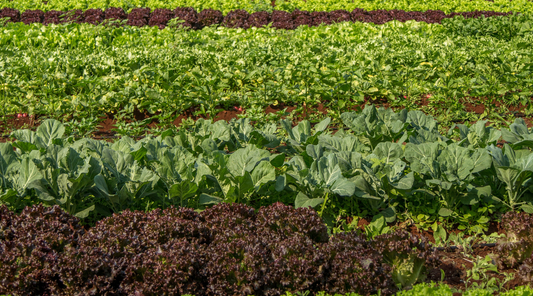 Growing Guides For Vegetables