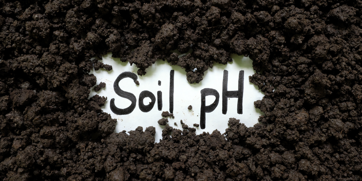 How To Lower Soil pH