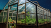 Greenhouse Plants Grow Lights 