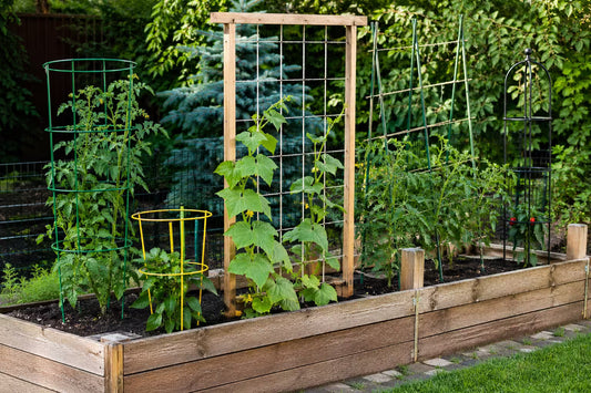 How to Choose the Best Plant Support