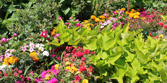 How to Make a Pollinator Garden