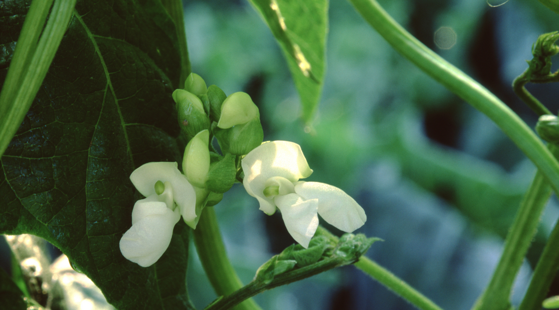 Kentucky Native Plants