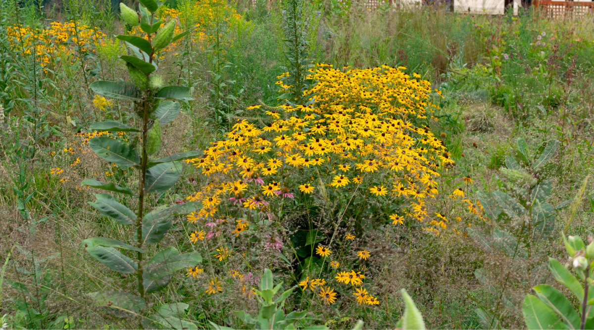 Michigan Native Plants for Sustainable Gardening – Hardy Garden